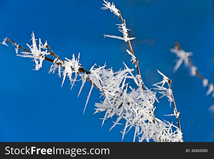 Branch in hoarfrost against the blue sky