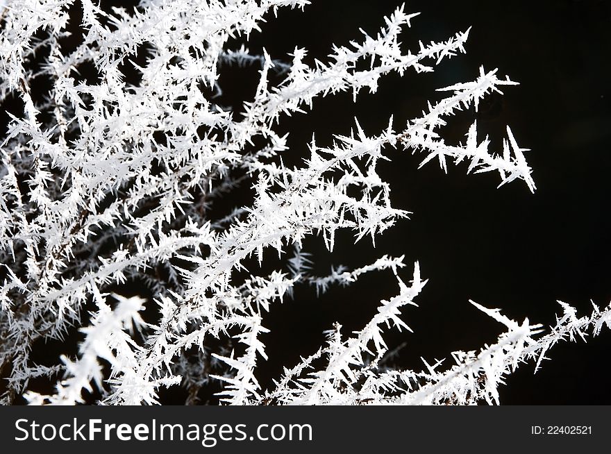 Bush branches covered with hoarfrost on a black background