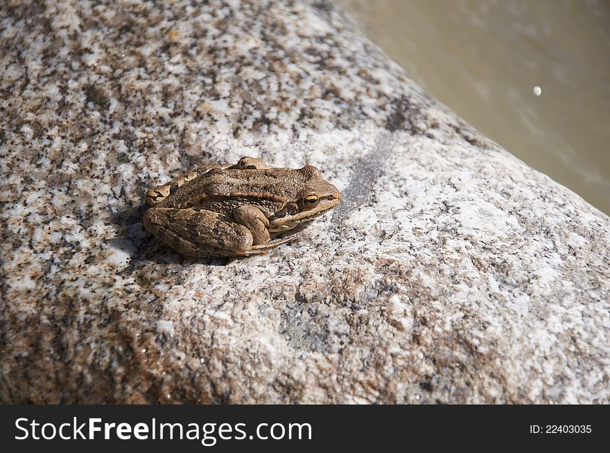 Frog on a stone at the river