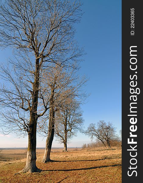 Tree In Autumn