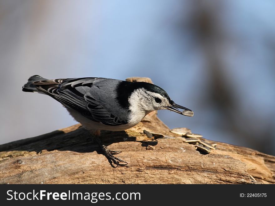 White Breated Nuthatch