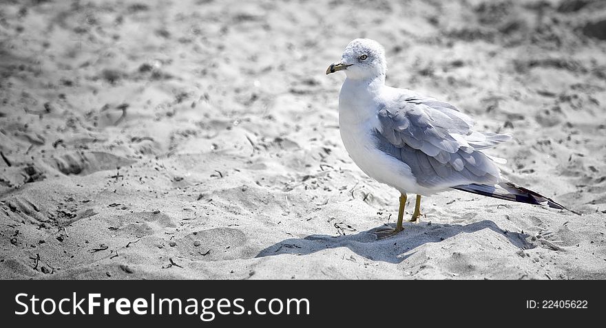 A seagull on the beach in Newport, Rhode Island's 2nd Beach.