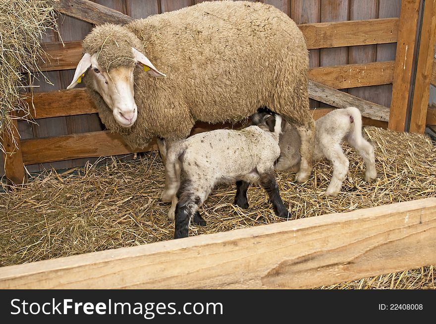 Sheep with newborn lamb in a barn. Sheep with newborn lamb in a barn