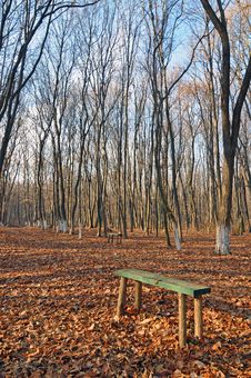 Evening Forest Bench Stock Photography Evening Forest Bench Stock Photography