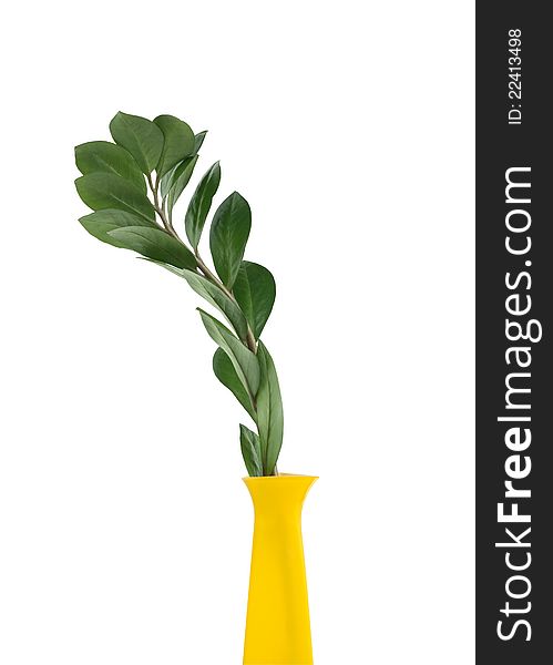 High yellow vase with green leaves branch on white background. Isolated with clipping path. High yellow vase with green leaves branch on white background. Isolated with clipping path