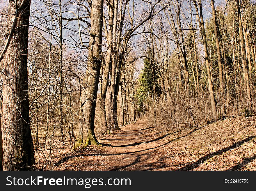 Sunny Forest Path In Spring