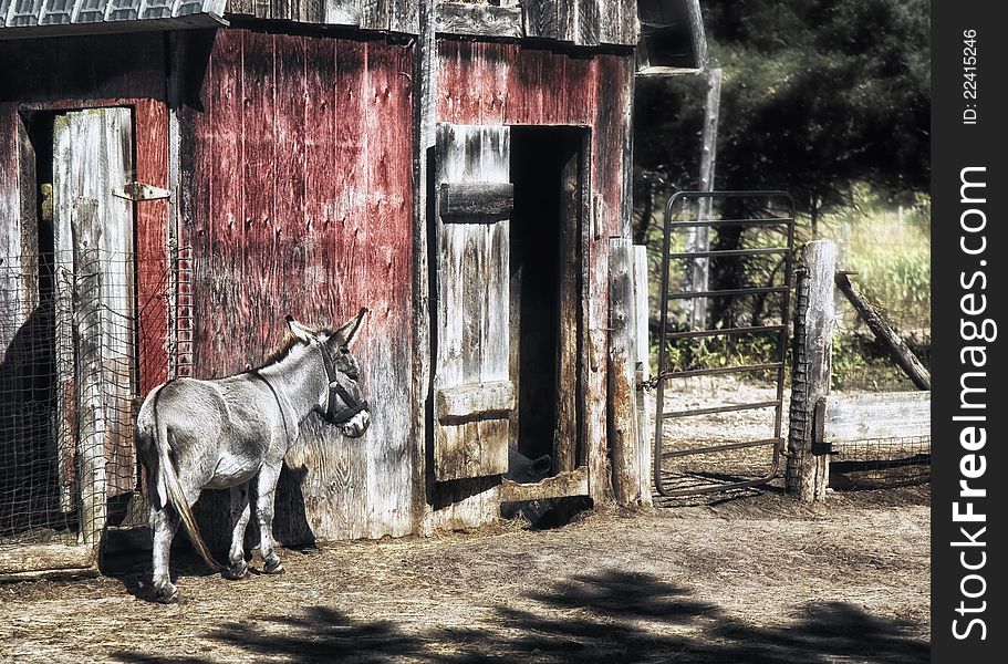 Donkey and Barn