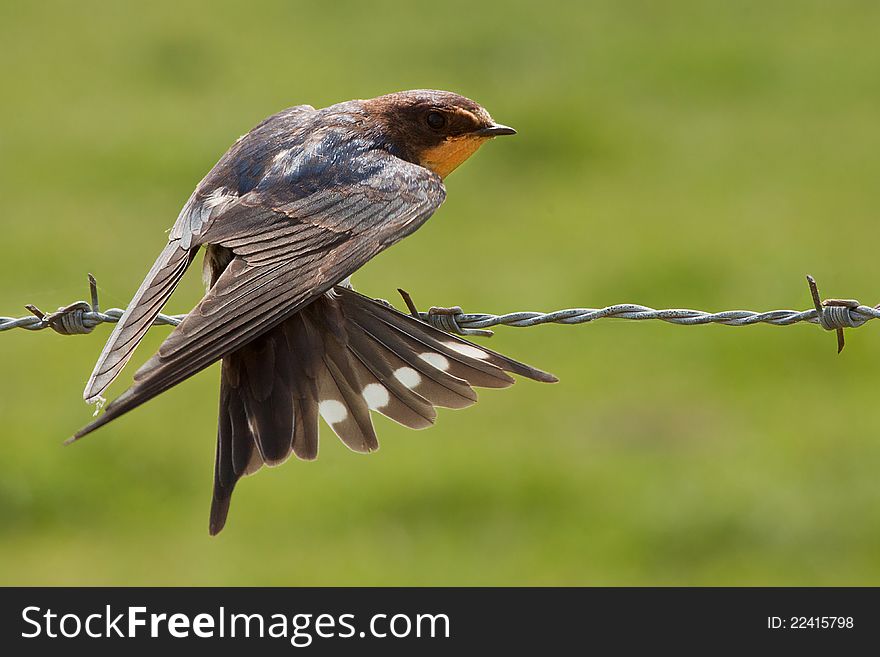 Swallow Tail