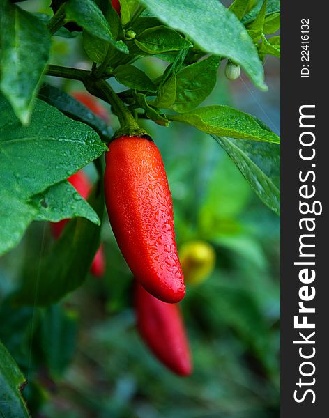 Red pepper against green background in garden