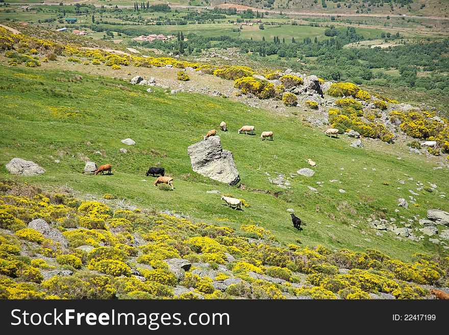 Livestock At Gredos Mountains
