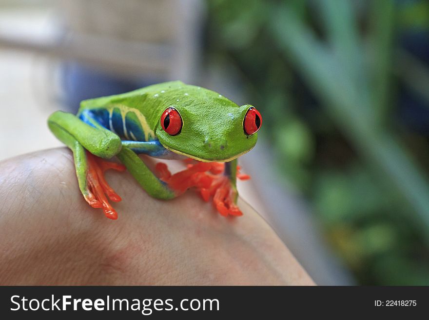 A tiny, brightly colored red eyed tree frog perched on someone's wrist in Costa Rica