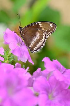 Blue Moon Butterfly Royalty Free Stock Images Blue Moon Butterfly Royalty Free Stock Images