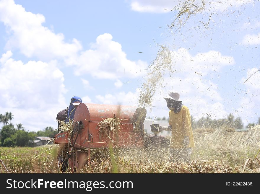 A photo of rice farmers separating rice grains from its stalk. A photo of rice farmers separating rice grains from its stalk