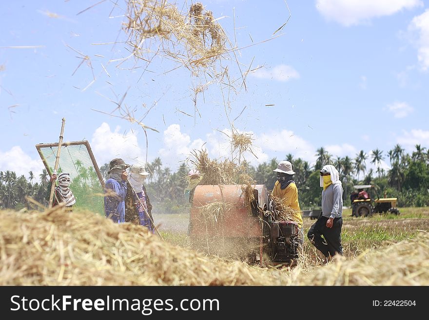A photo of rice farmers separating rice grains from its stalk. A photo of rice farmers separating rice grains from its stalk
