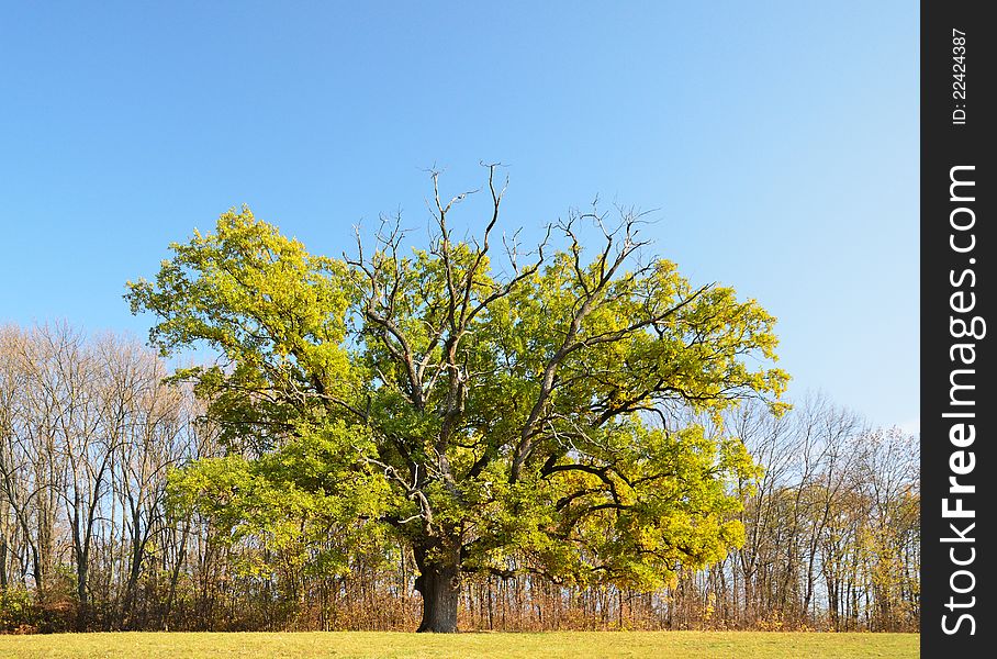 Single oak tree in the autumn glade