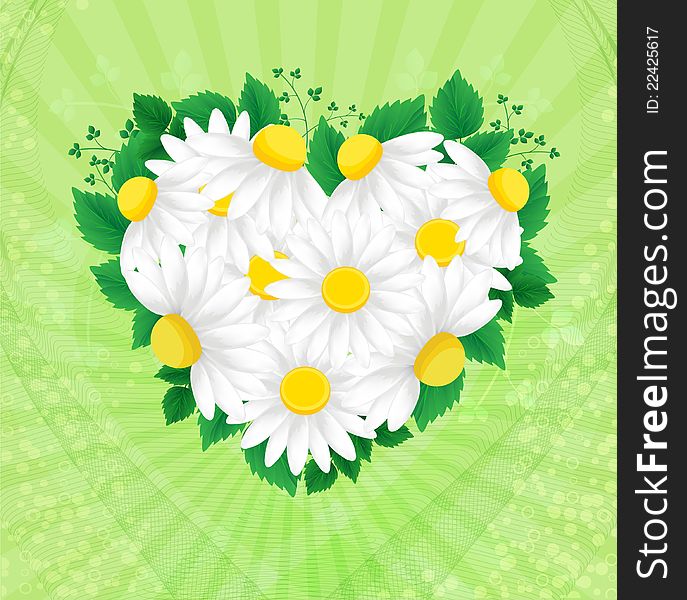 Vector of white daisies heart on green background. Vector of white daisies heart on green background