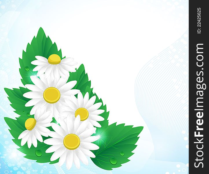 Bouquet of white daisies on a blue background. Bouquet of white daisies on a blue background