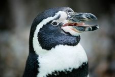 Humboldt Penguin Face Stock Photo Humboldt Penguin Face Stock Photo