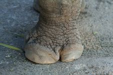 Rhinoceros Foot Stock Photo Rhinoceros Foot Stock Photo
