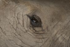 Elephant Close Up Royalty Free Stock Images Elephant Close Up Royalty Free Stock Images