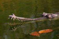 Crocodile Stock Photos Crocodile Stock Photos