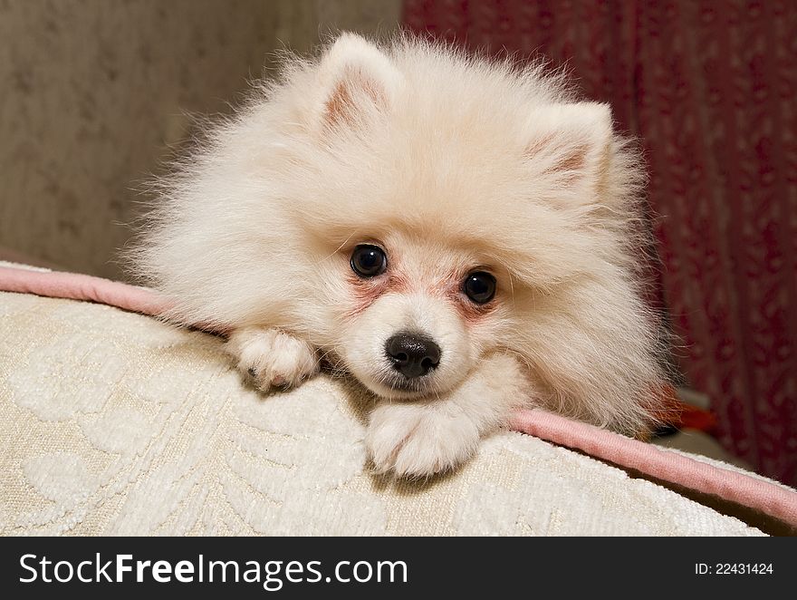 White dog the Spitz-dog on a sofa. White dog the Spitz-dog on a sofa