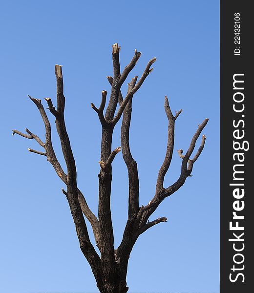 Completely defoliated tree on blue sky background