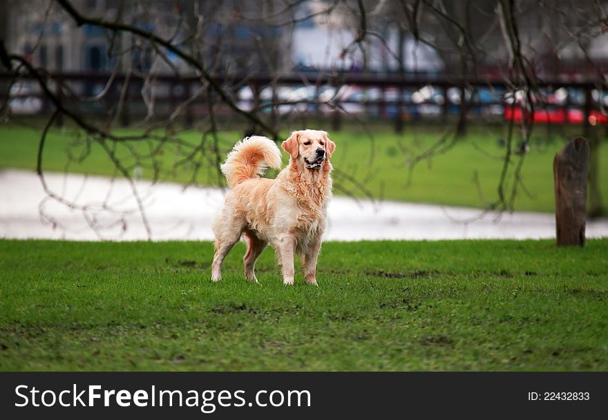 Golden retriver standing in the park