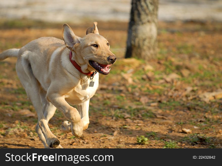 A running Yellow Labrador Retriever