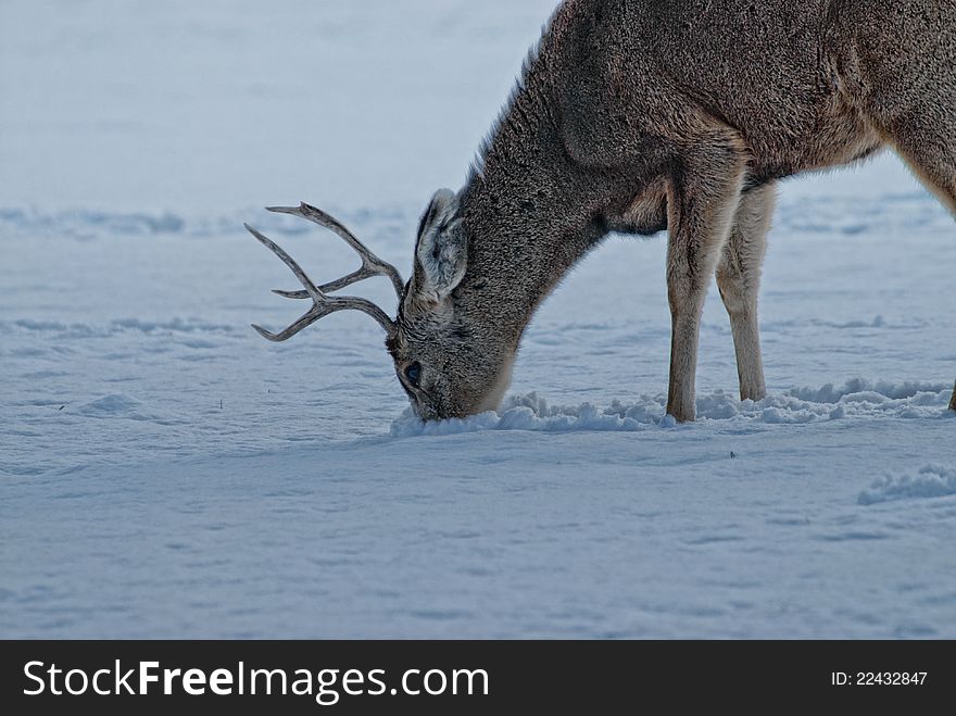 Deer looking for food in the snow. Deer looking for food in the snow