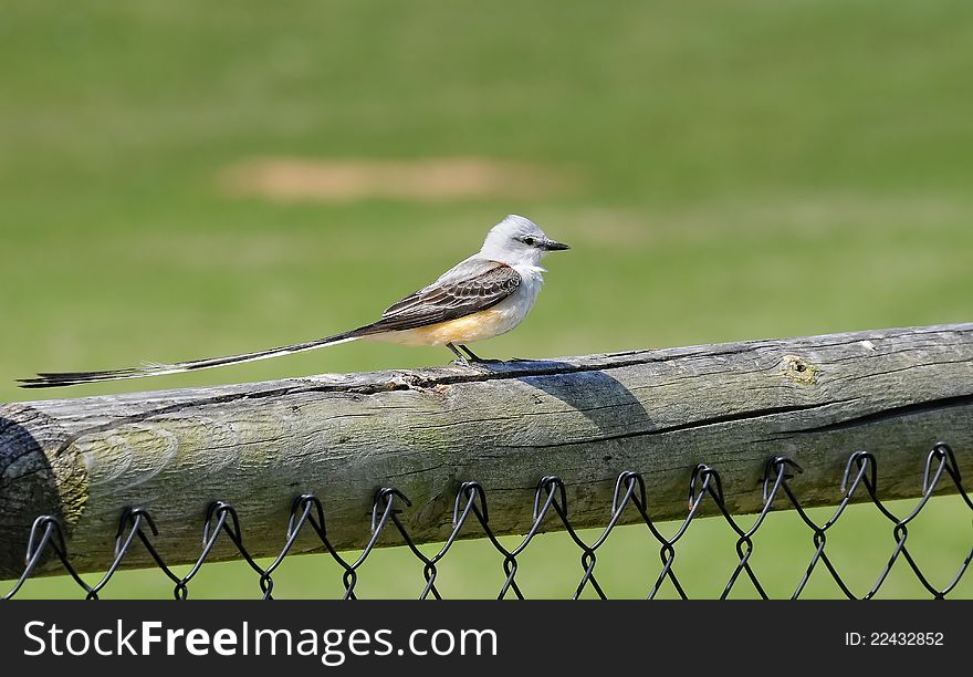 Scissor Tailed Flycatcher