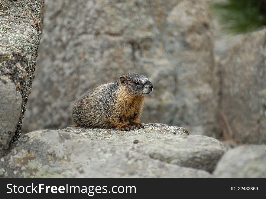 A marmot sitting on a pile of rocks. A marmot sitting on a pile of rocks