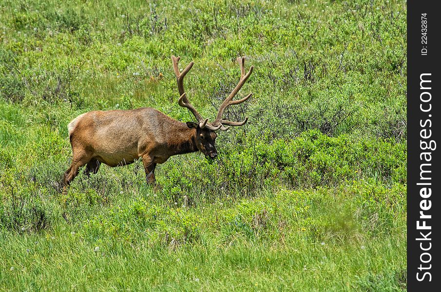 Rocky mountain elk in field