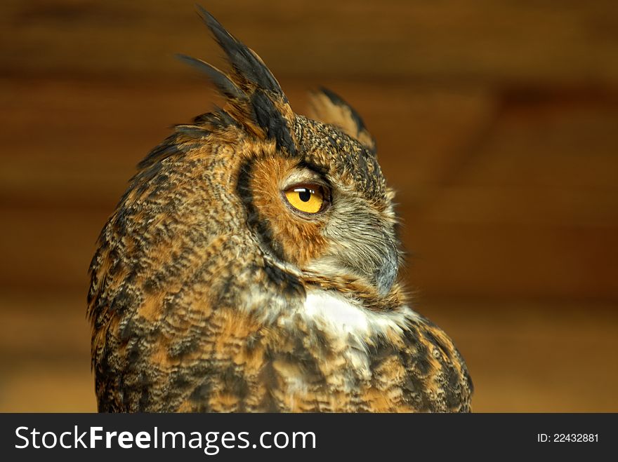 Horned owl at the zoo