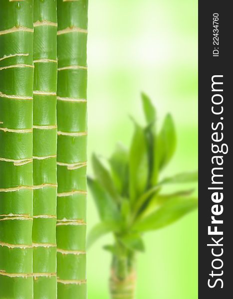 Three green bamboo blends for green background