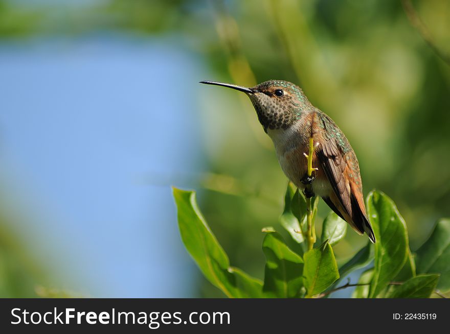 A stunning little humming bird perched on a branch with the sun reflecting on his head and shoulders to show his teal colored feathers. A stunning little humming bird perched on a branch with the sun reflecting on his head and shoulders to show his teal colored feathers