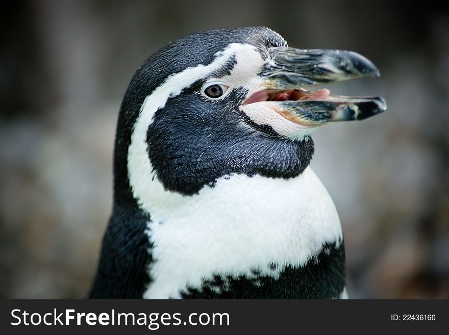 Humboldt penguin face