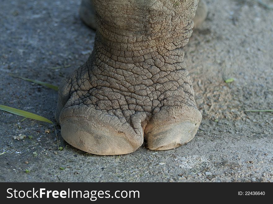 Close up image of a rhinoceros foot