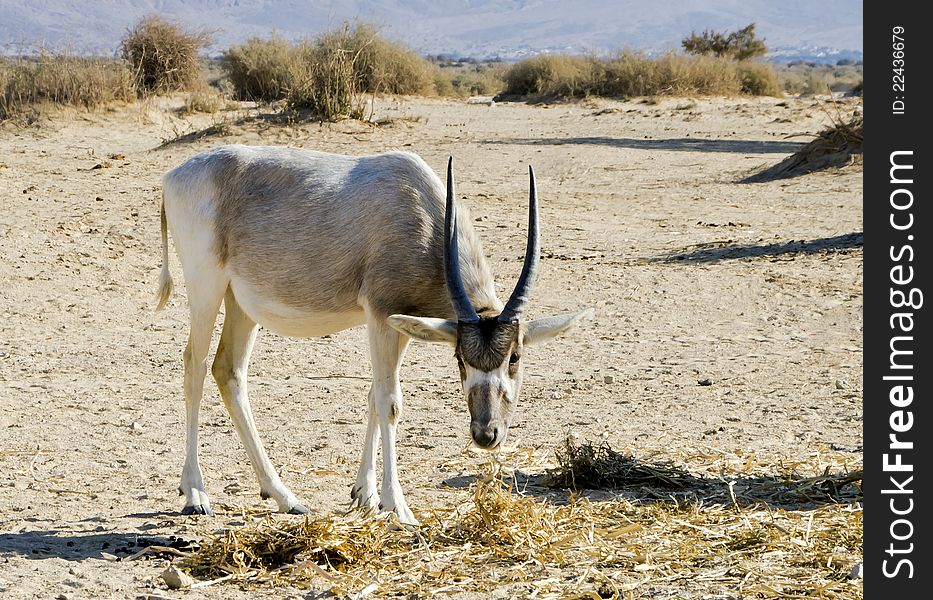 A herbivorous antelope, the Arabian oryx (Oryx leucoryx) in Hai-Bar Yotvata nature reserve, 25 km from Eilat, Israel. A herbivorous antelope, the Arabian oryx (Oryx leucoryx) in Hai-Bar Yotvata nature reserve, 25 km from Eilat, Israel