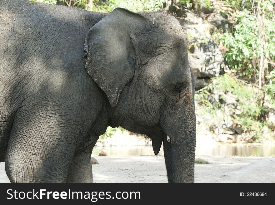 Asian Elephant in khao kheaw zoo