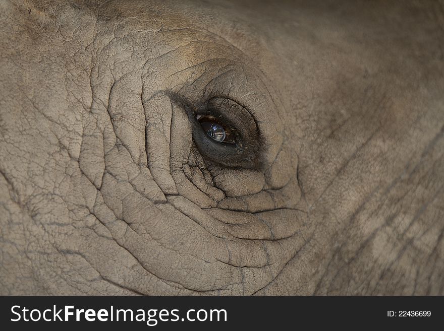 Elephant close up