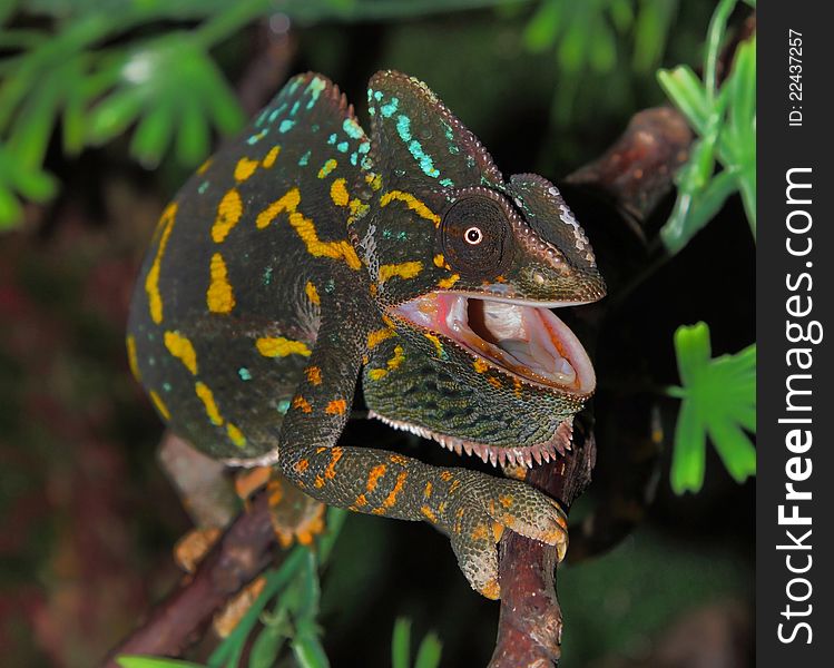 This is pregnant female chameleon  tries to kick away the male chameleon