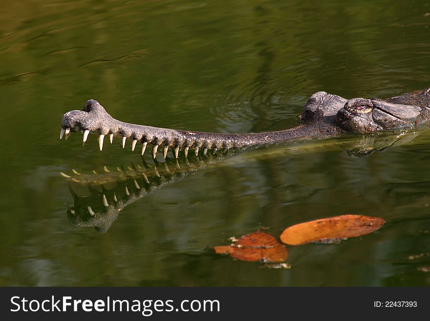 Crocodile gavial, crocodile farm in Nepal park Chittwan