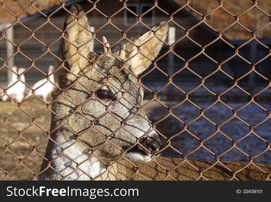 A domesticated male dear behind a fence. A domesticated male dear behind a fence