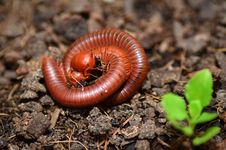 Mating Millipedes Royalty Free Stock Photo