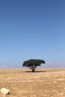 Tree In The Desert Stock Photography Tree In The Desert Stock Photography
