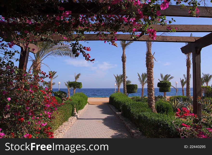 Red Sea shore with palms and flowers