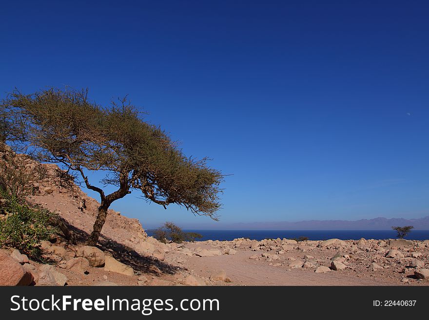 Stone desert landscape on the shore of Red Sea. Stone desert landscape on the shore of Red Sea