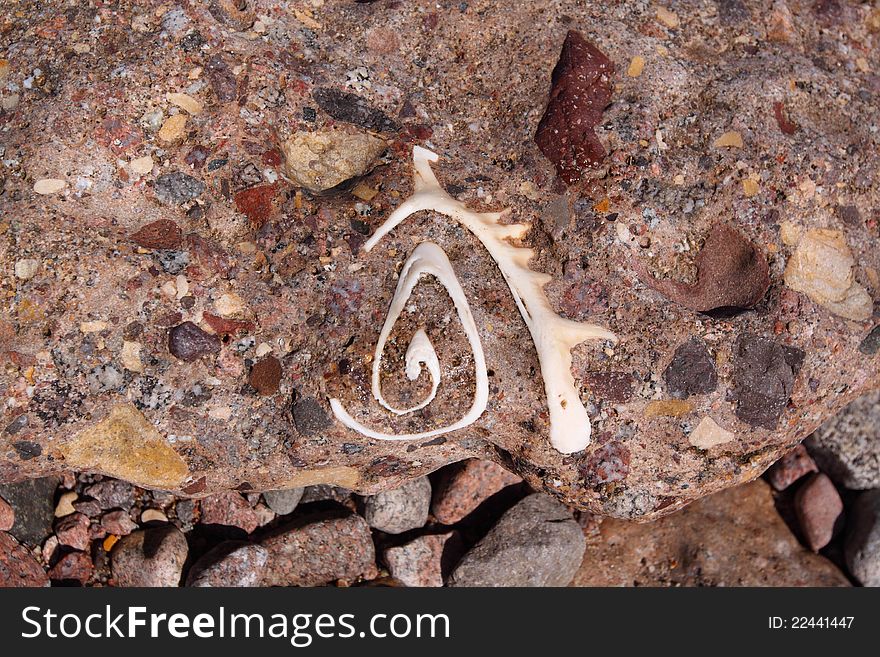 Seashell In Stone