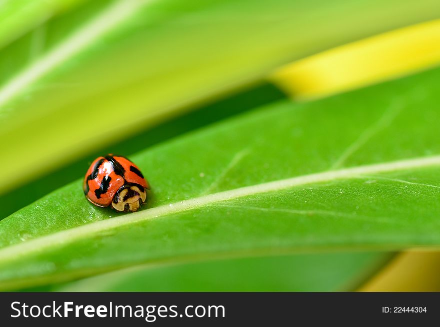 Ladybug on leaf desert rose